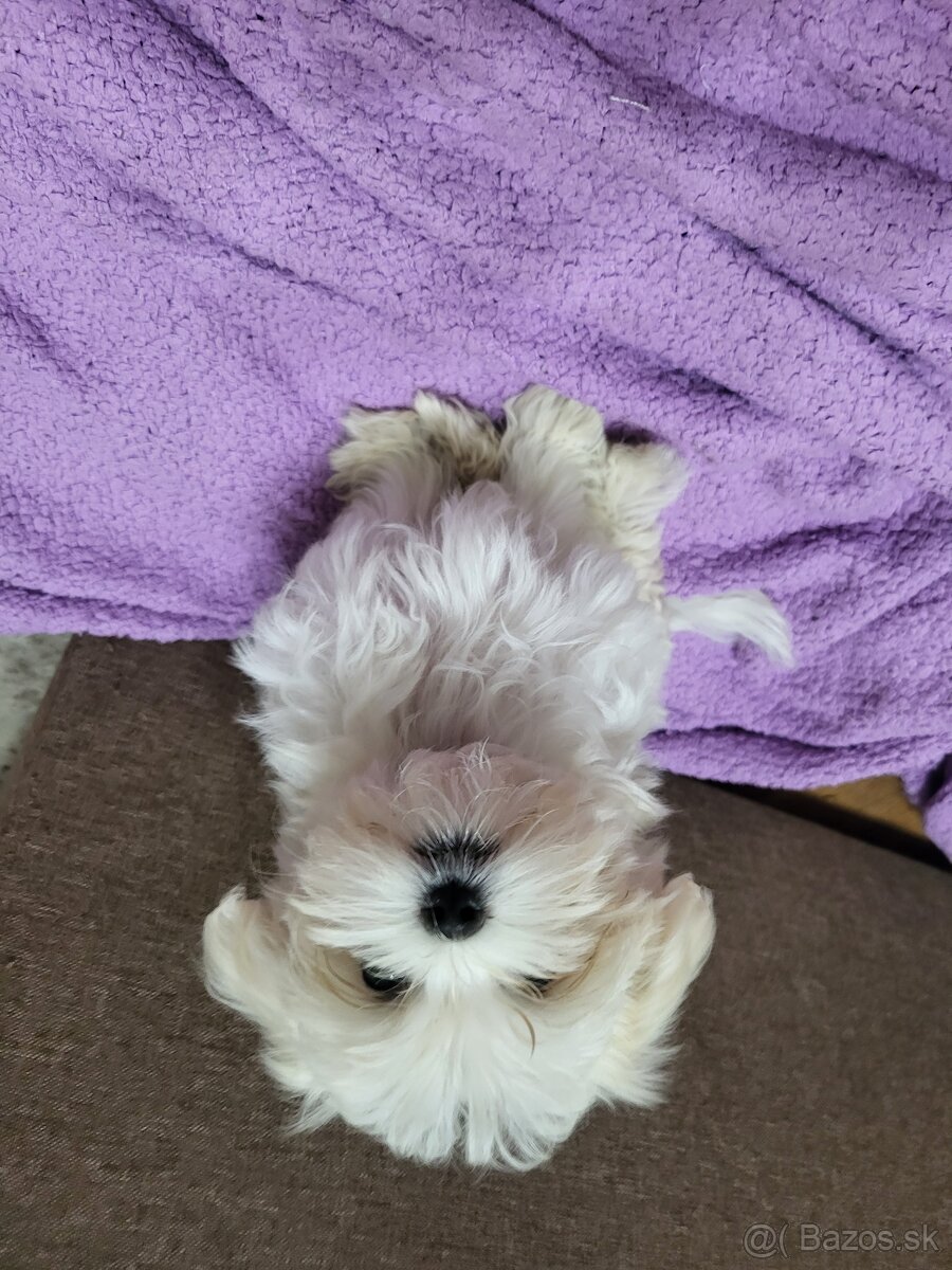 Mini maltezák