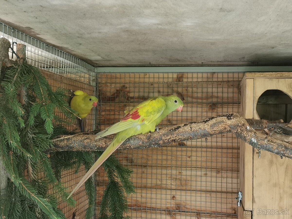 Papagáj horský dilute, dilute lemovaná