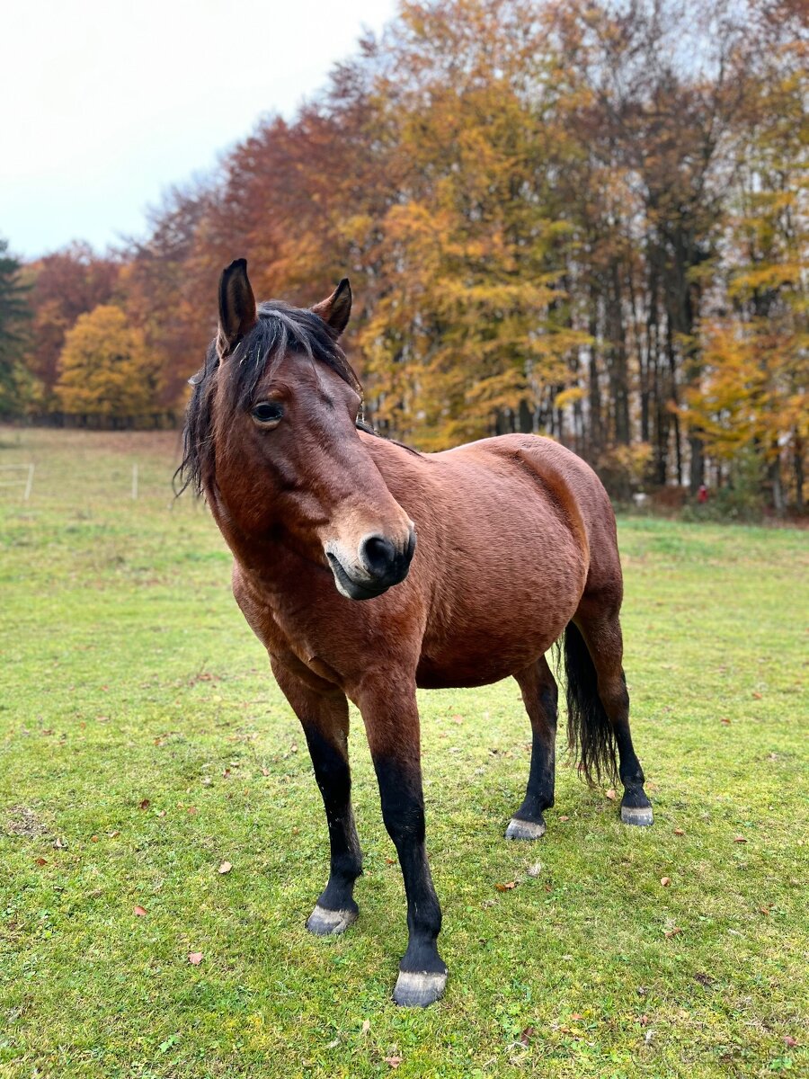 Kobyla na predaj
