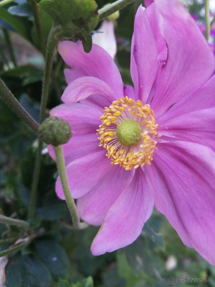 Jesenná veternica dlhokvitnúca, nenáročná