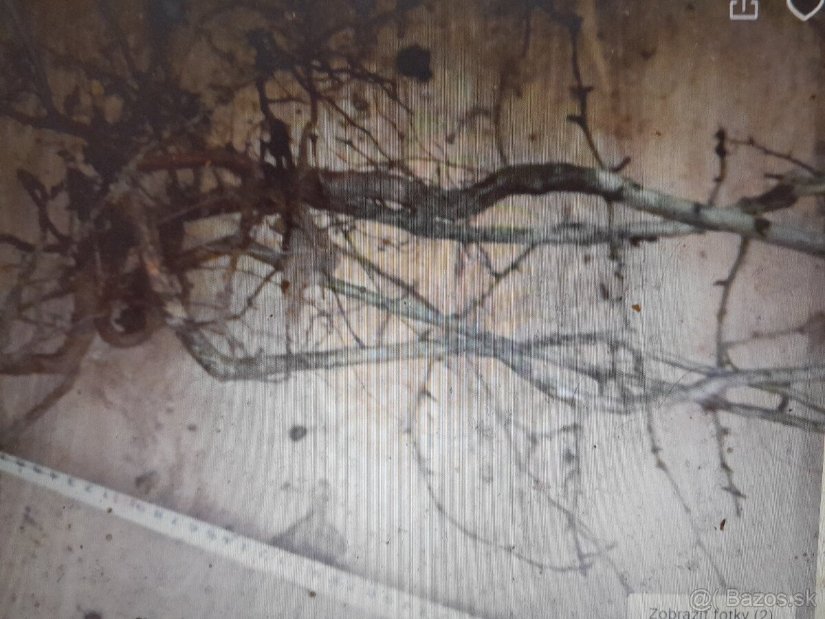 Predam sadenice hloh obycajny