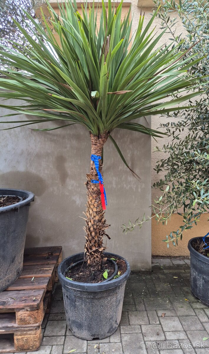 Predám Dracena Indivisa