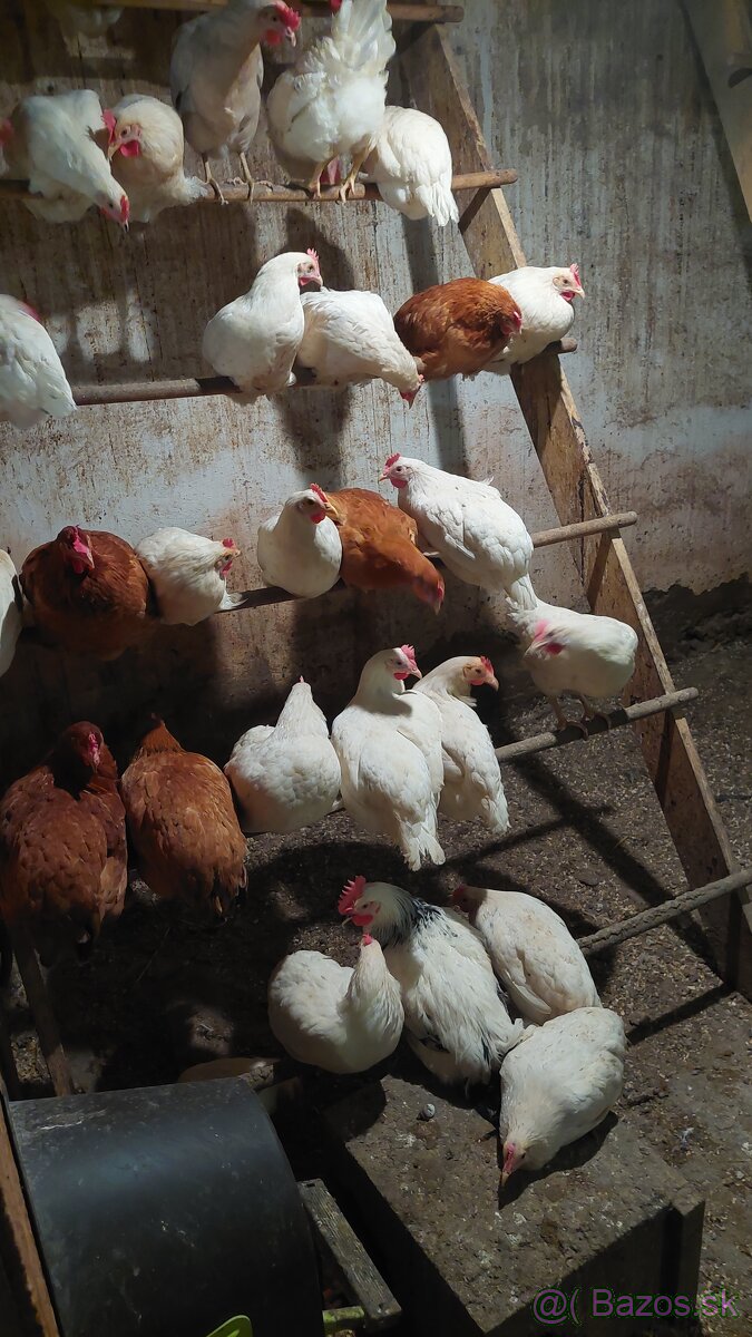 Mladky LEGHORN a DOMINANT