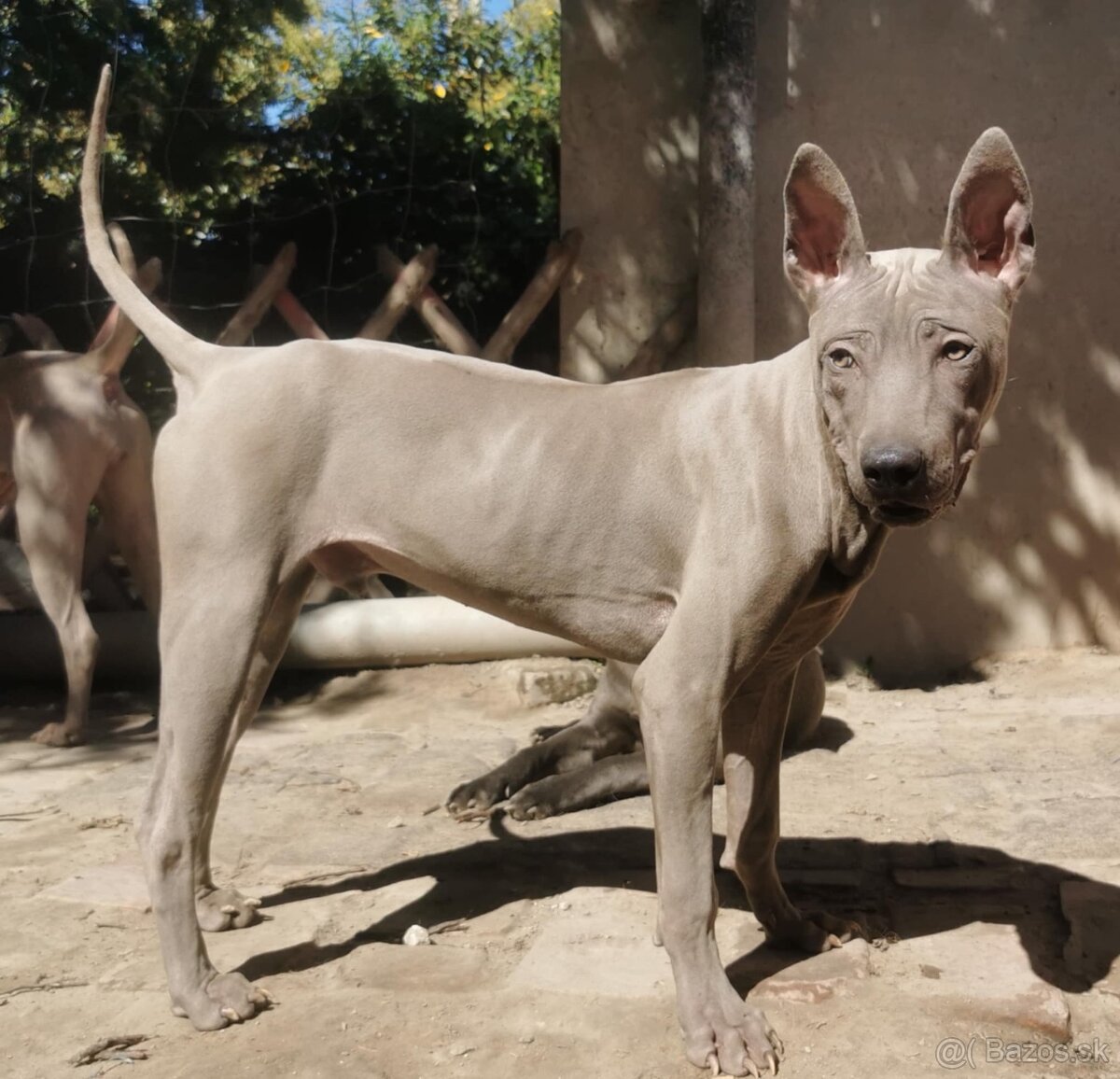 Thajský ridgeback