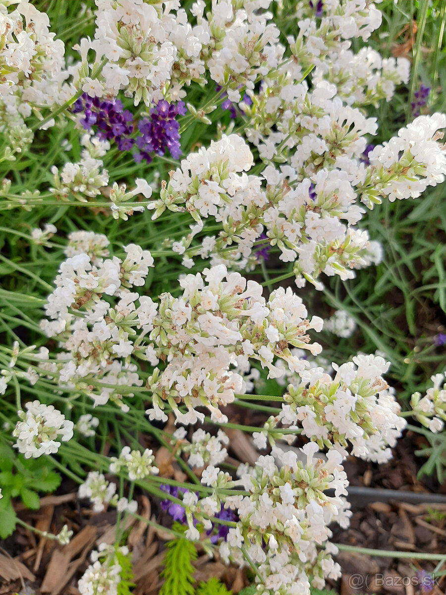Levandula lekárska-ružová,fialová,biela