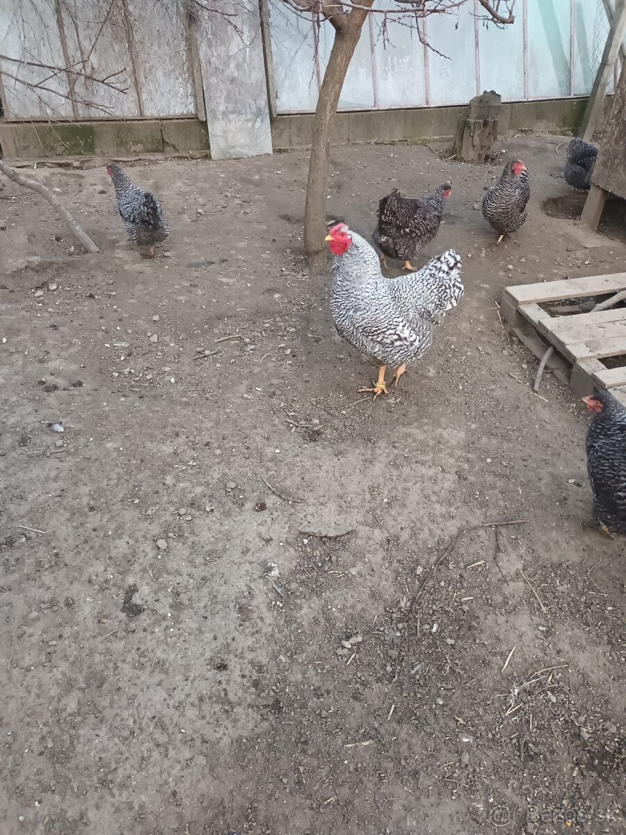 Predám nasadove vajcia Amrox