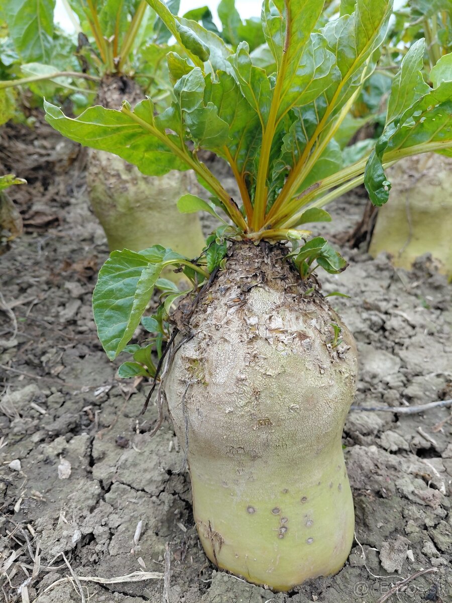 Krmná repa - burgyňa