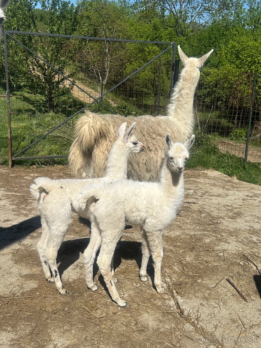 Lama krotká. Samček.