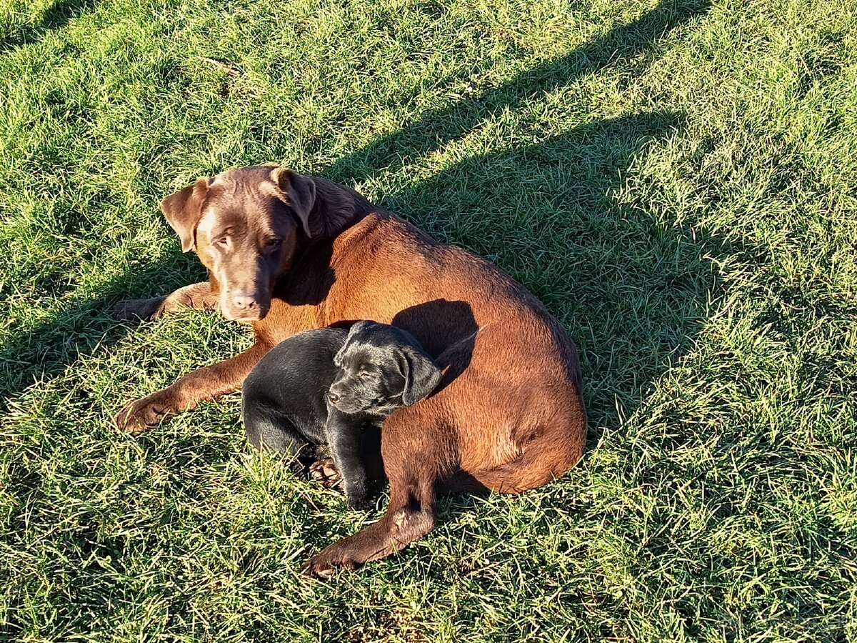 Šteniatka Labradora