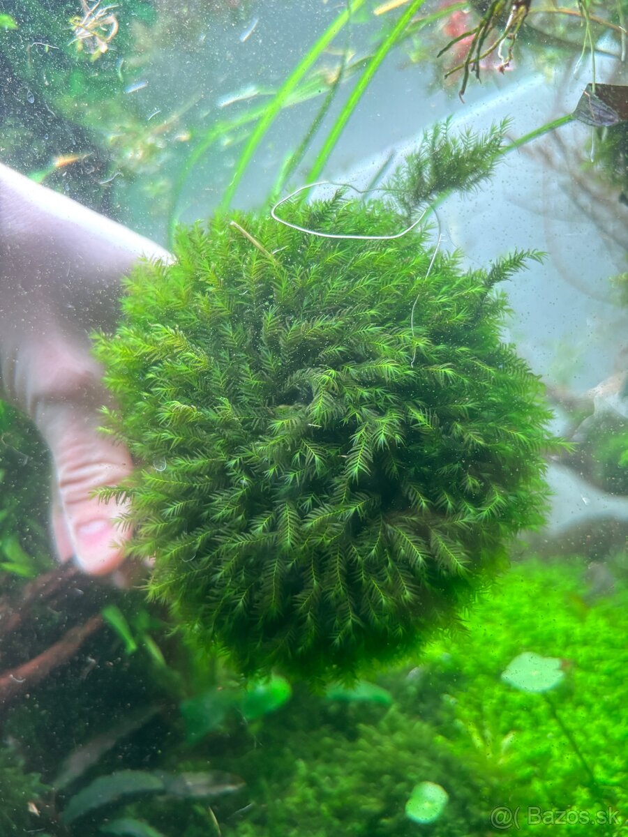 Mach fissidens fontanus