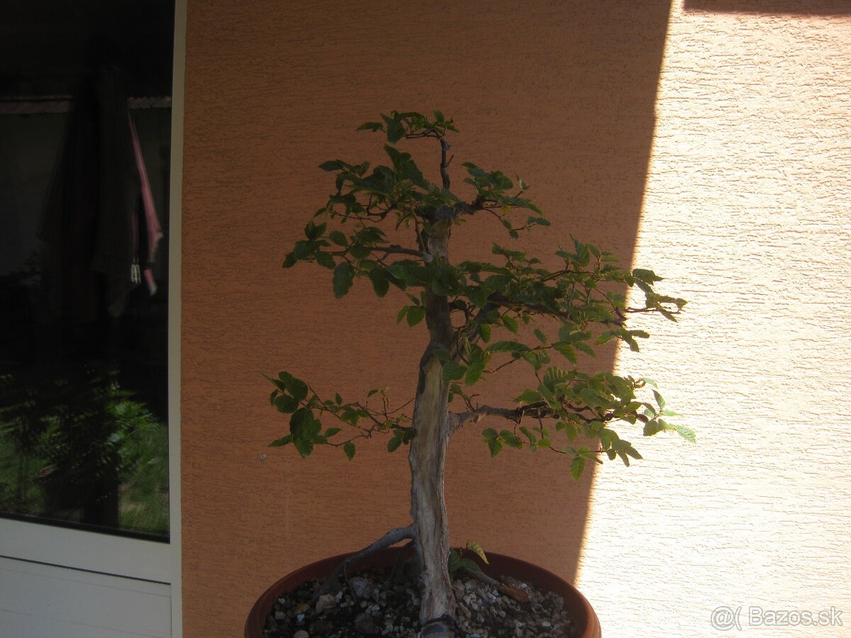 bonsai,bonsaj-hrab 4
