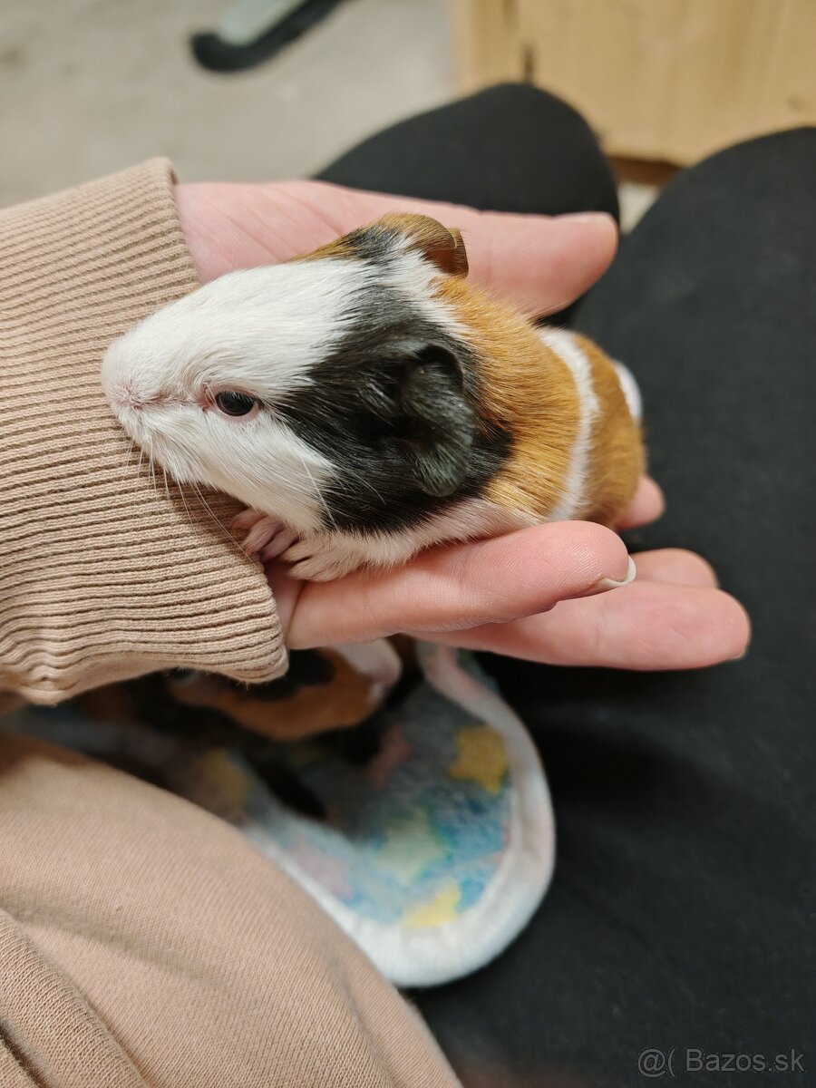 Predám morské prasiatko