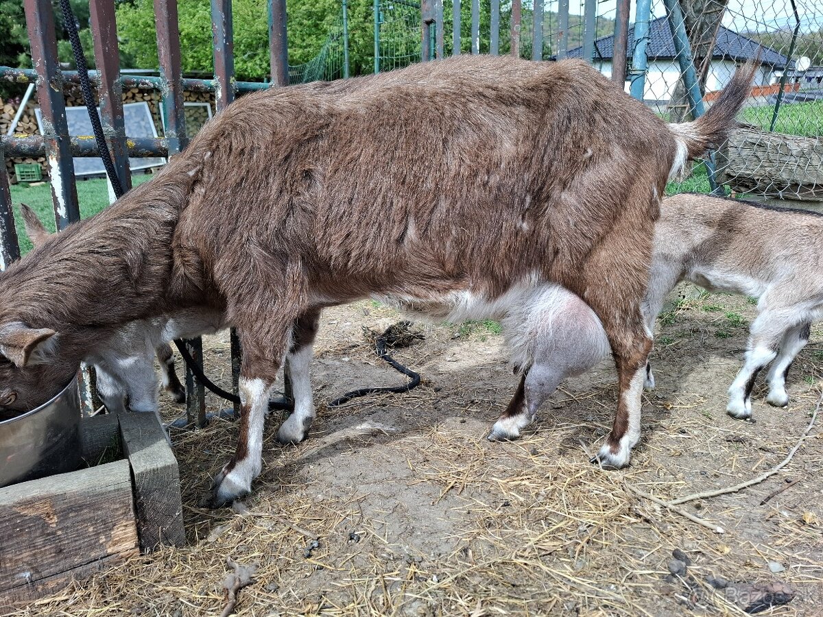 Predám kozliatka.