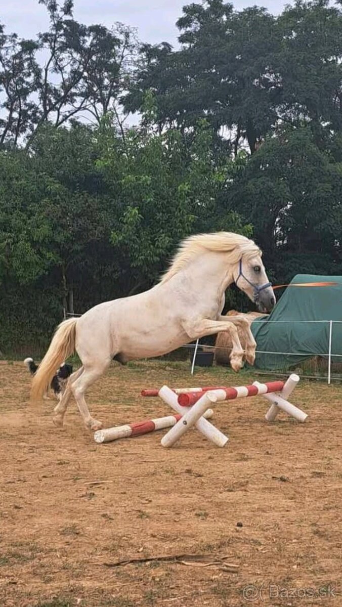 Polovičný prenájom