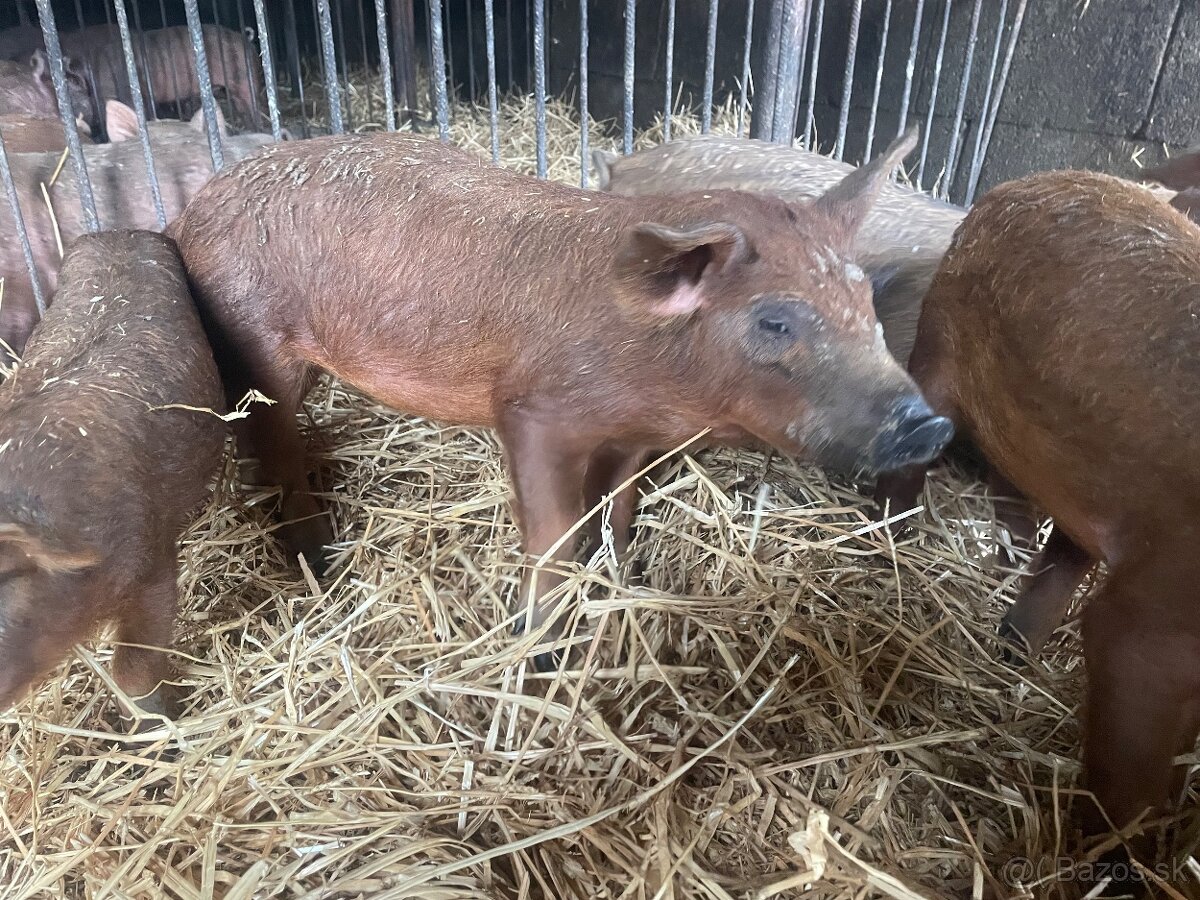 Odstavcata mangalica Durok duroc