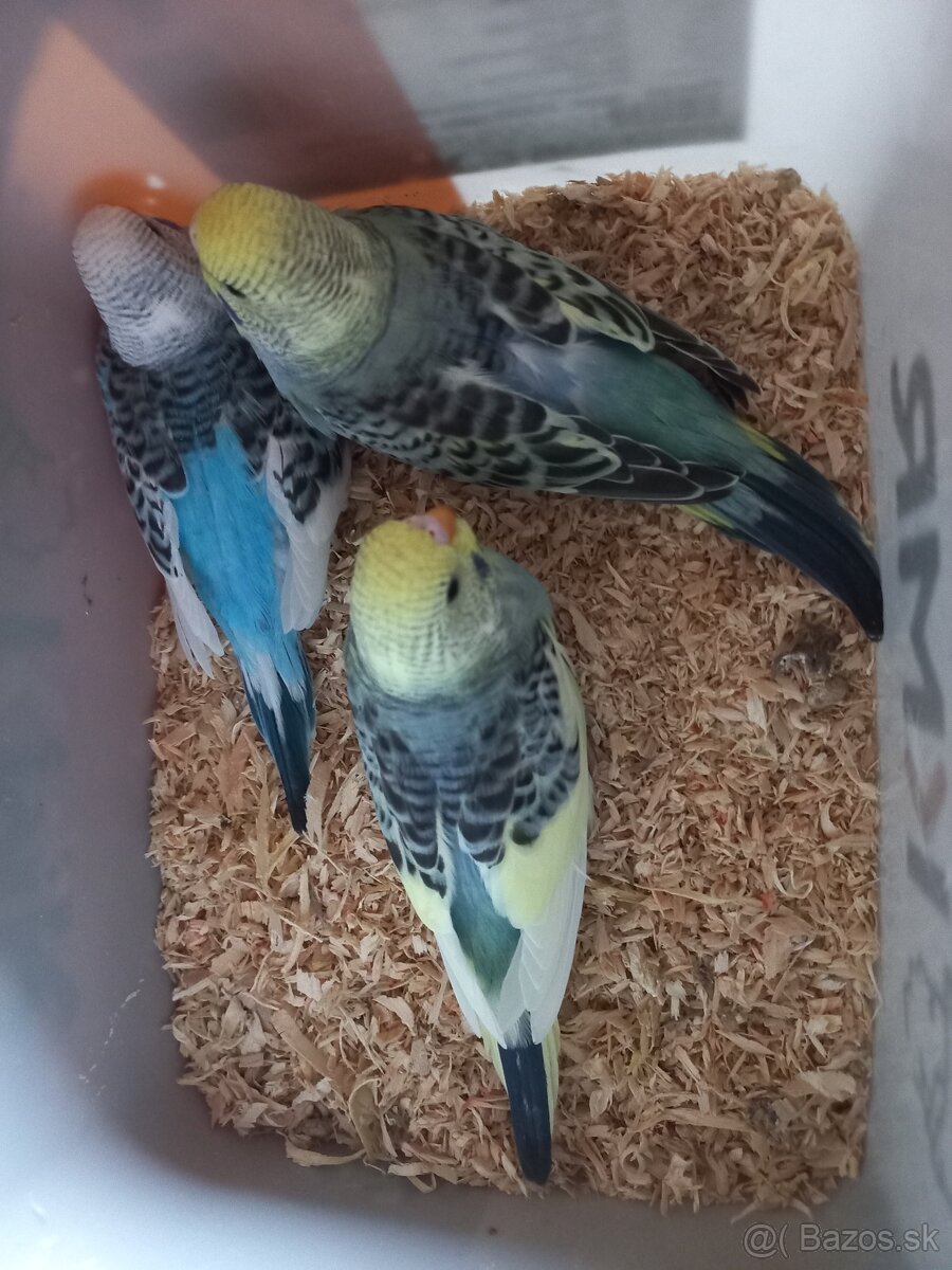 Andulka - Papagájec vlnkovaný