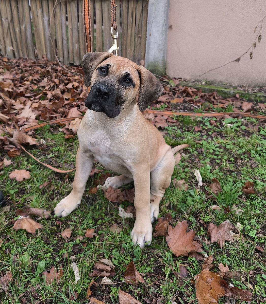 Krásna fenecka Kanárska Doga / Presa Canario s PP