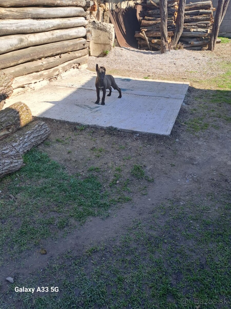 Predám holandského kríženca