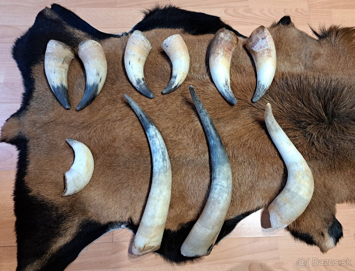 Rohy 20-40cm