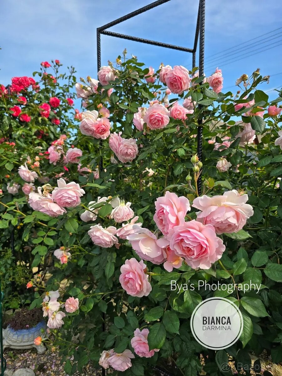 Anglická ruža - The Shropshire lad