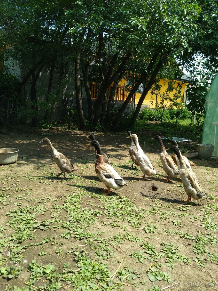 Indický bežec