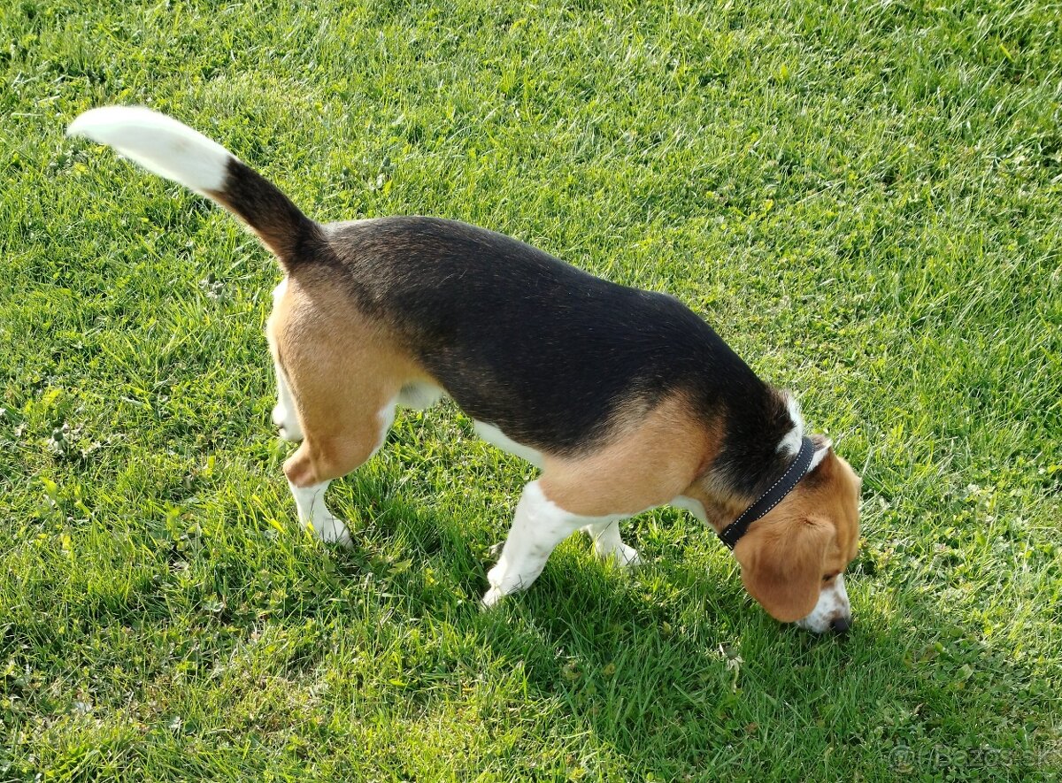 Bigl,Bígl,Beagle