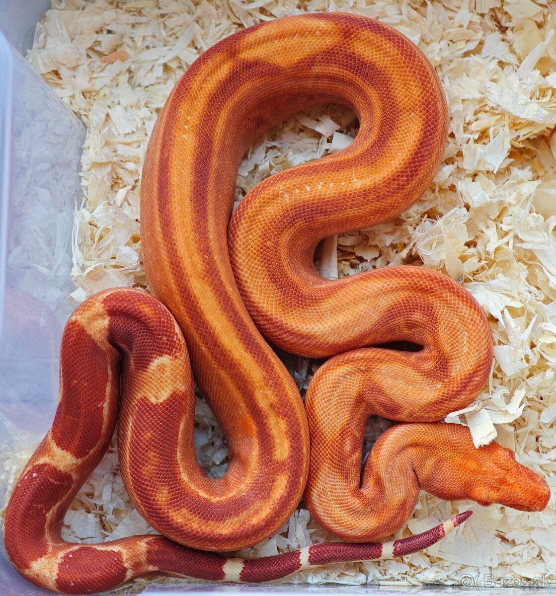 Boa constrictor - Veľhad kráľovský - KOMPLETNÁ ZBIERKA