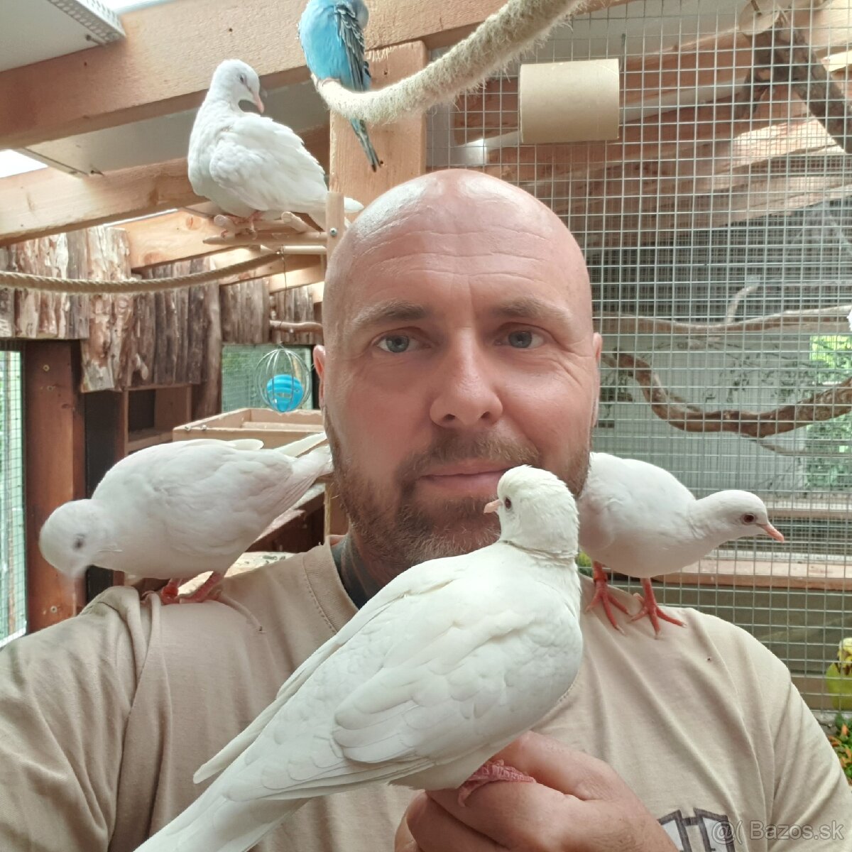 Hrdličky Hrdlička chichotavá