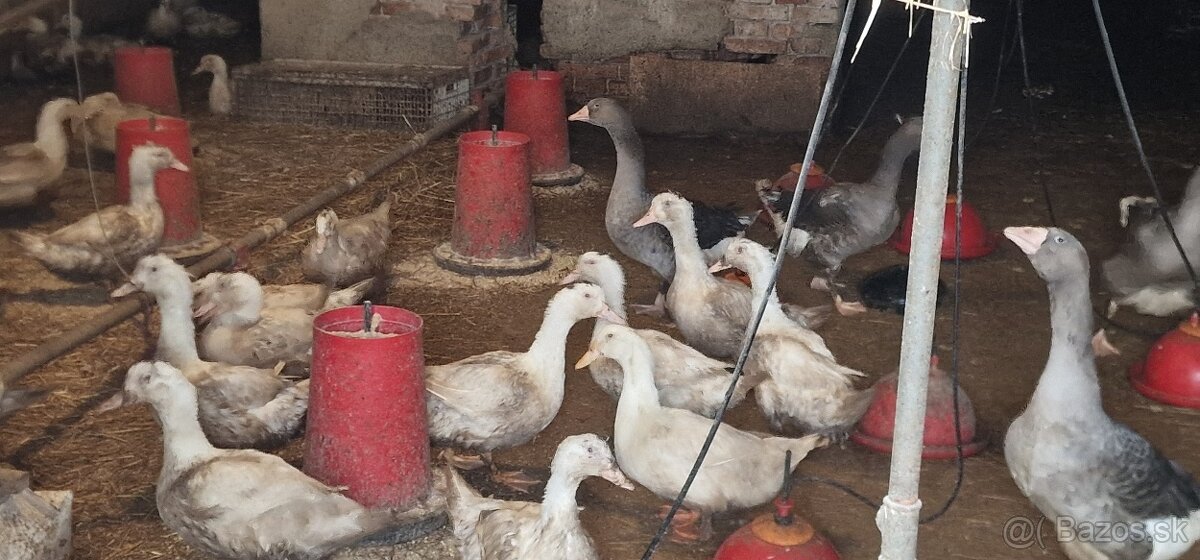 BROJLEROVÉ KAČKY dochované na kukurici