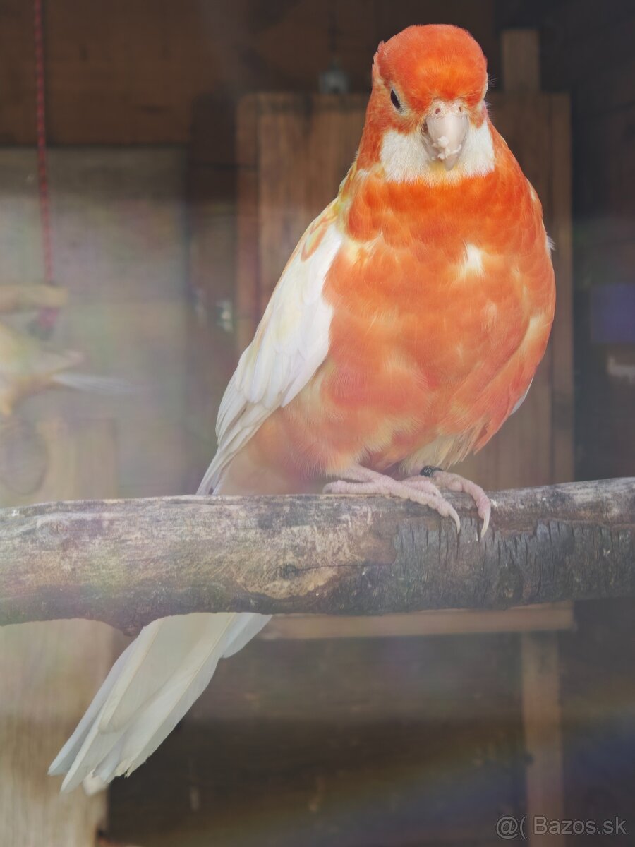 Rozela penant orange-albino