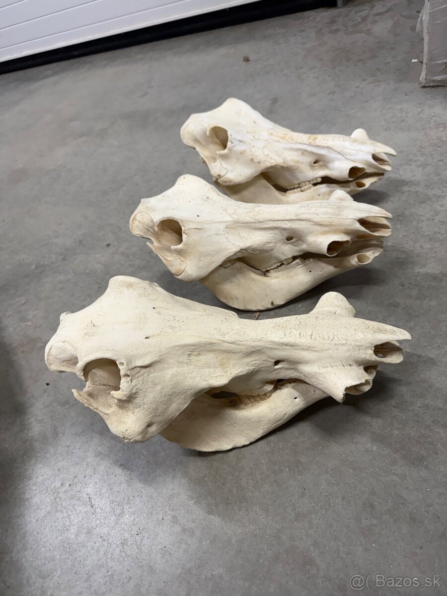 Trofej,parohy,parozie,Svina bradavičnatá