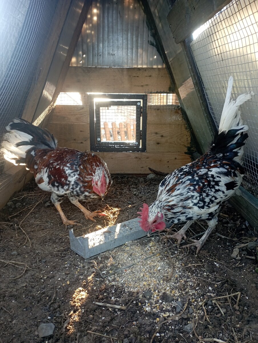 Kohútikovia liliputky