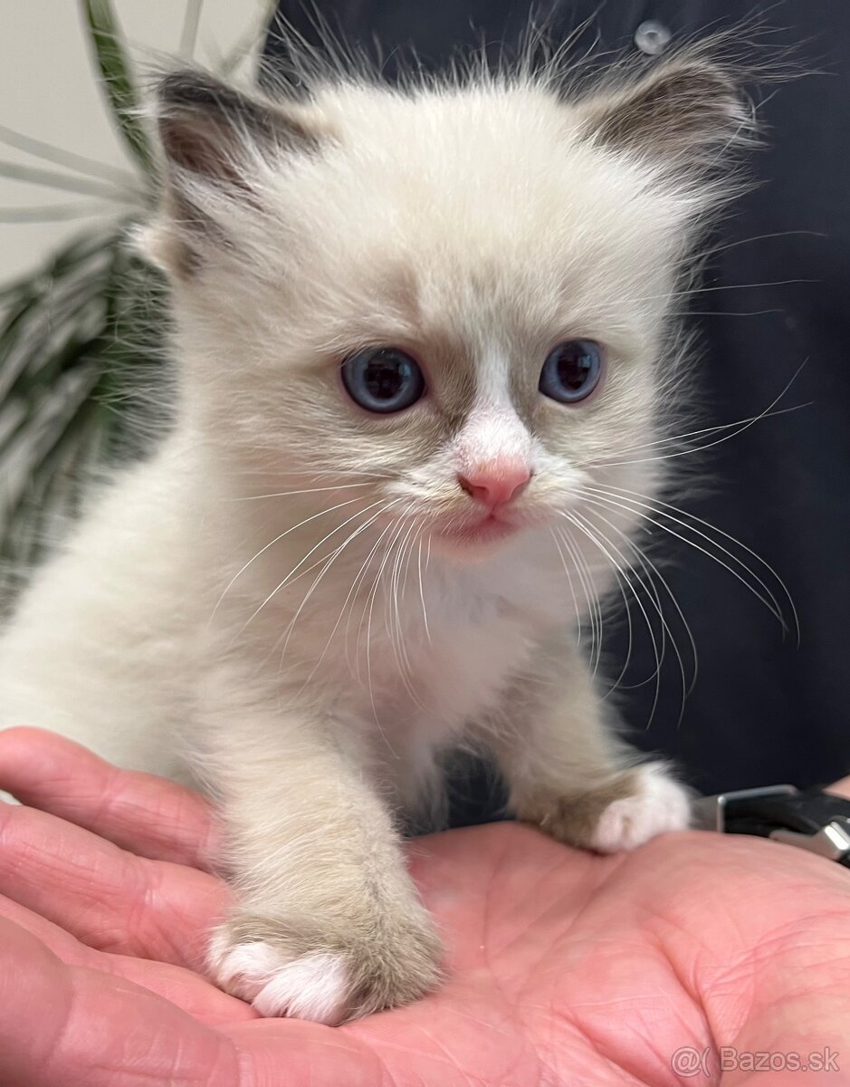 Ragdoll mačiatka