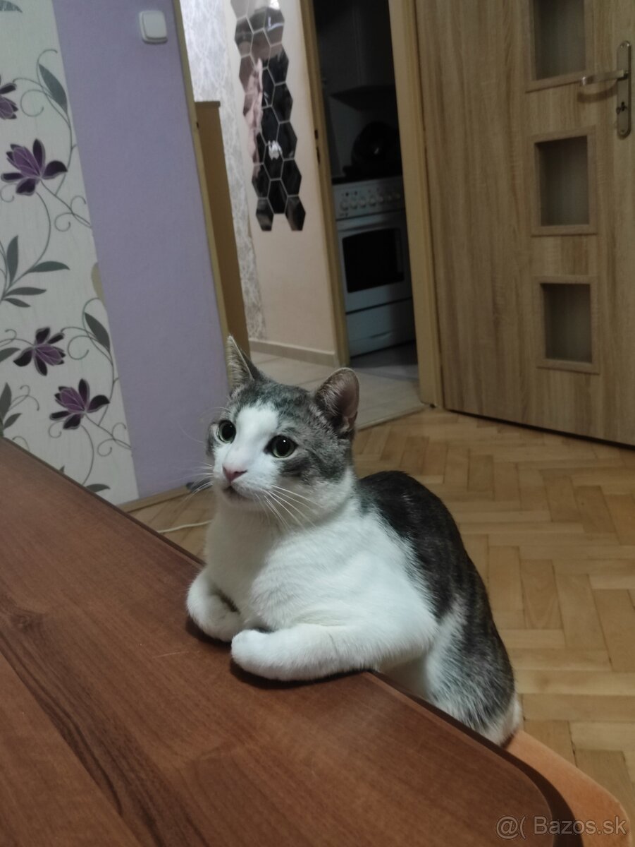 byt na prenájom