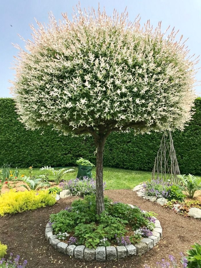 𝗧𝗢𝗣❗Japonska vrba,strom, ktory meni farbu,Salix Integra❗