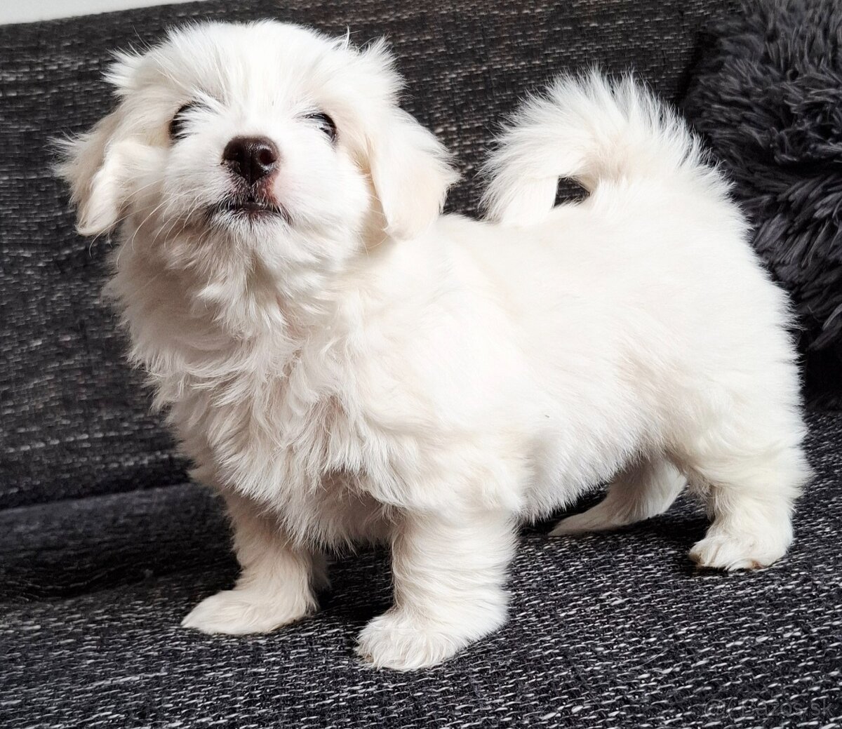Maltez.maltezacik.maltezsky psik