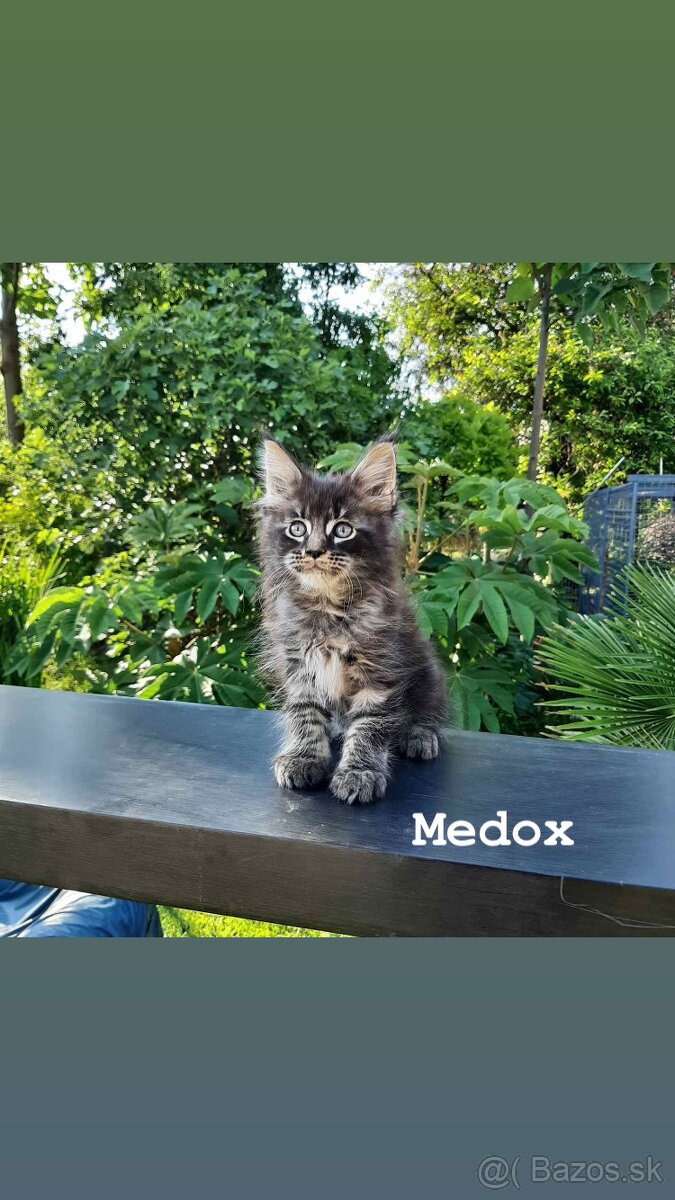 Mainská mývalia mačka / Maine Coon s PP