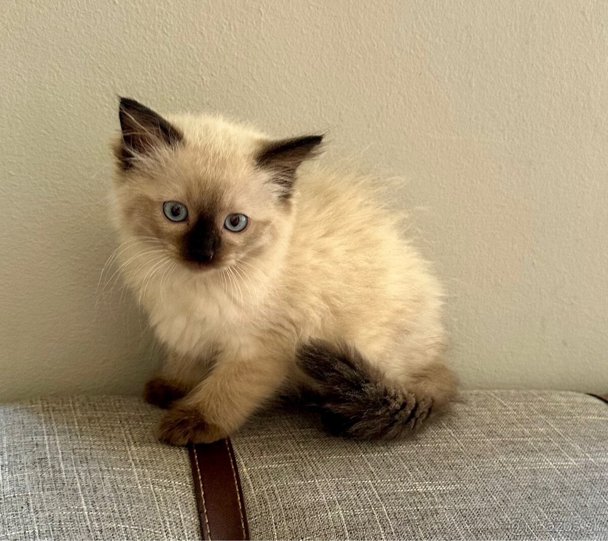 Ragdoll