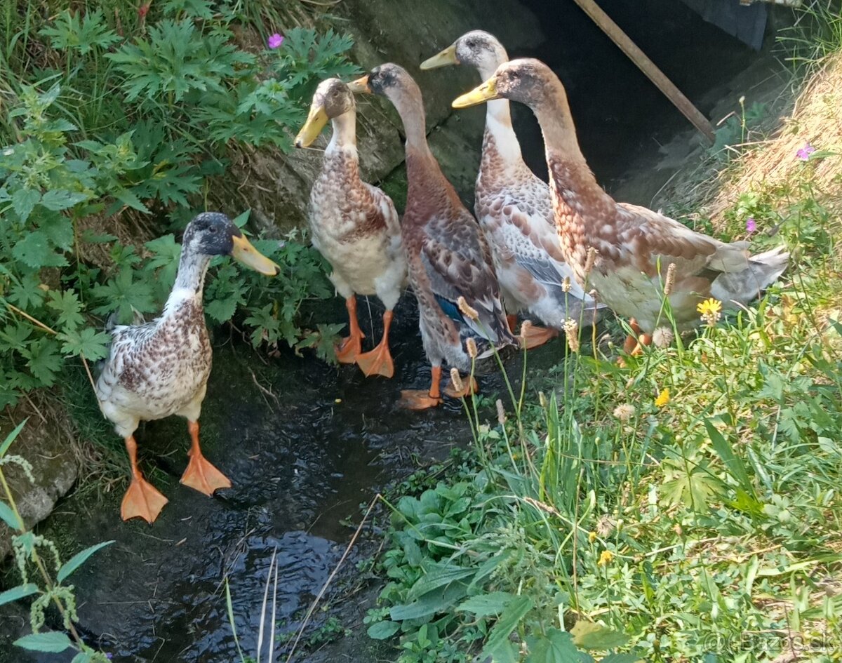 Indický bežec