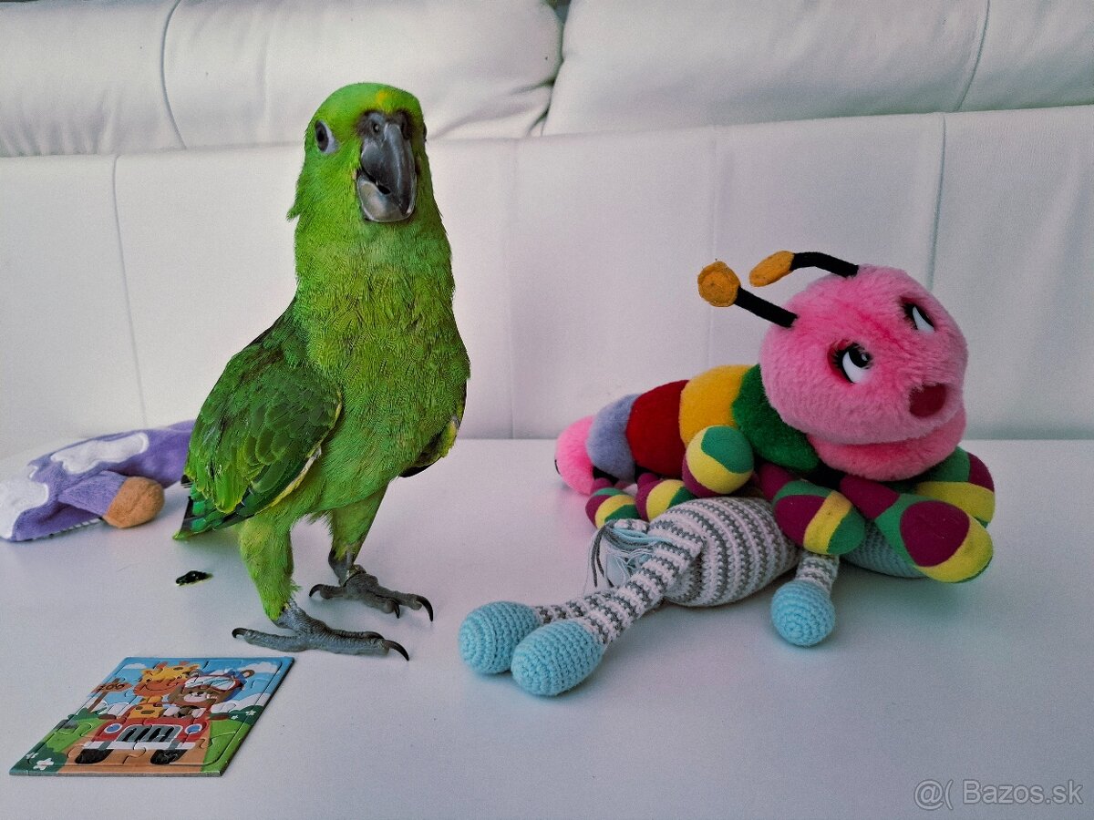Amazona Auropalliata krotké mláďa