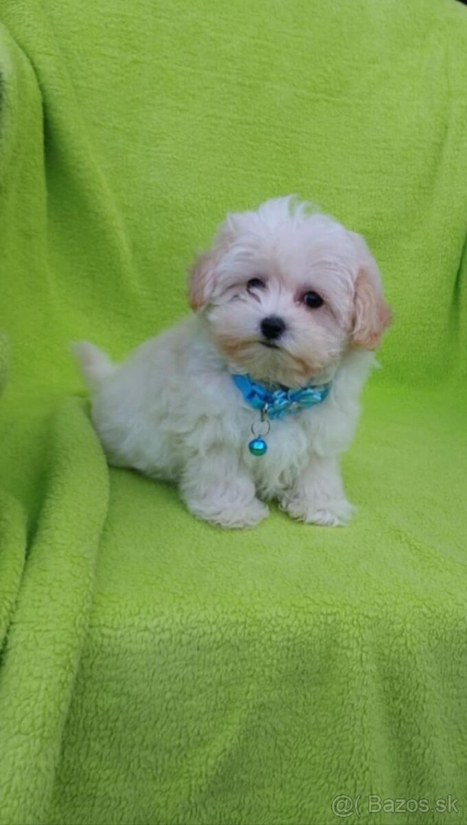 Maltipoo mini