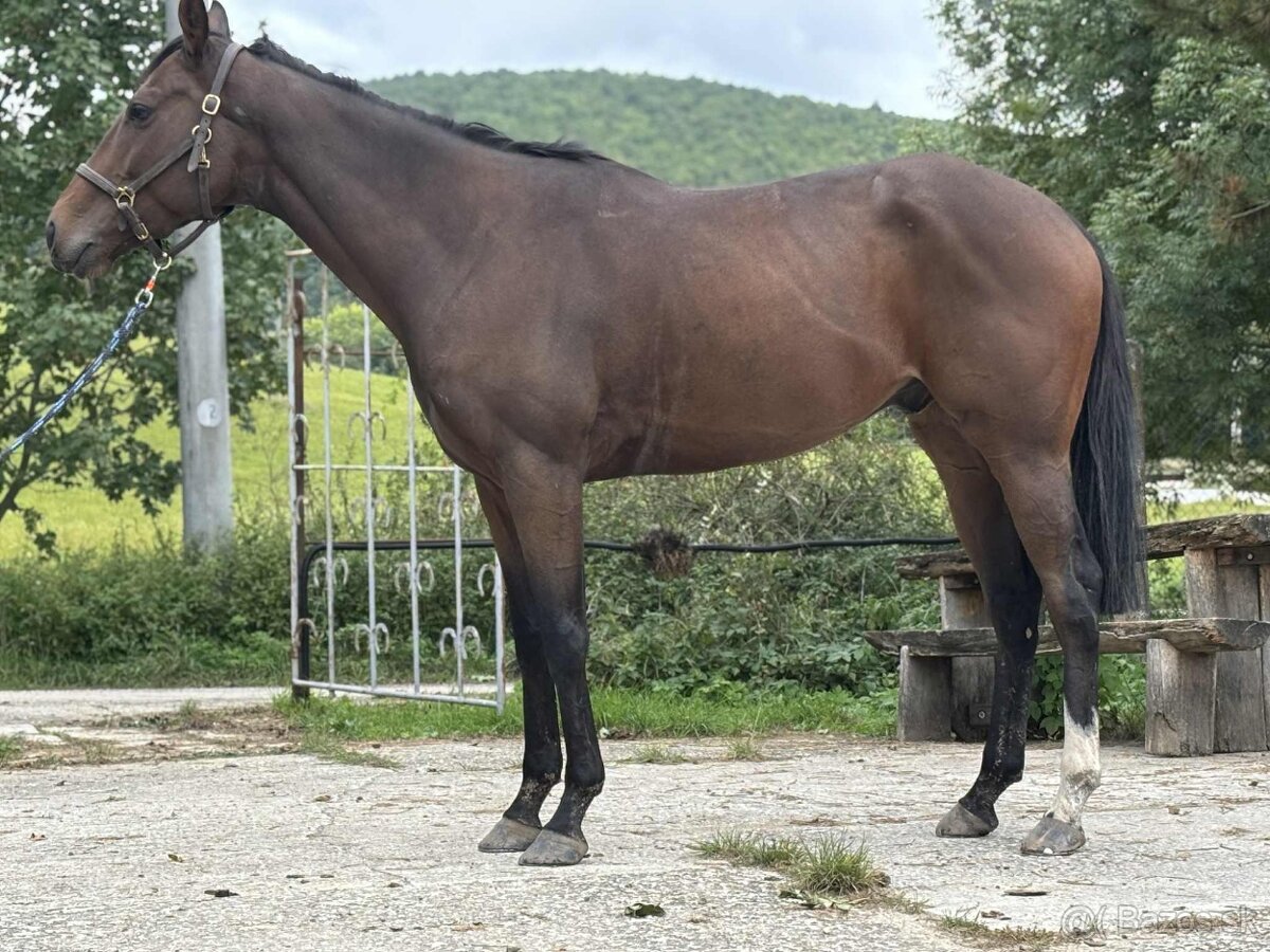 Valach