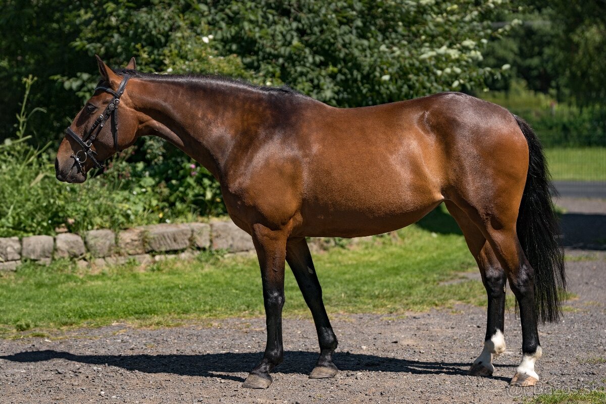 Lusitano klisna 8 let