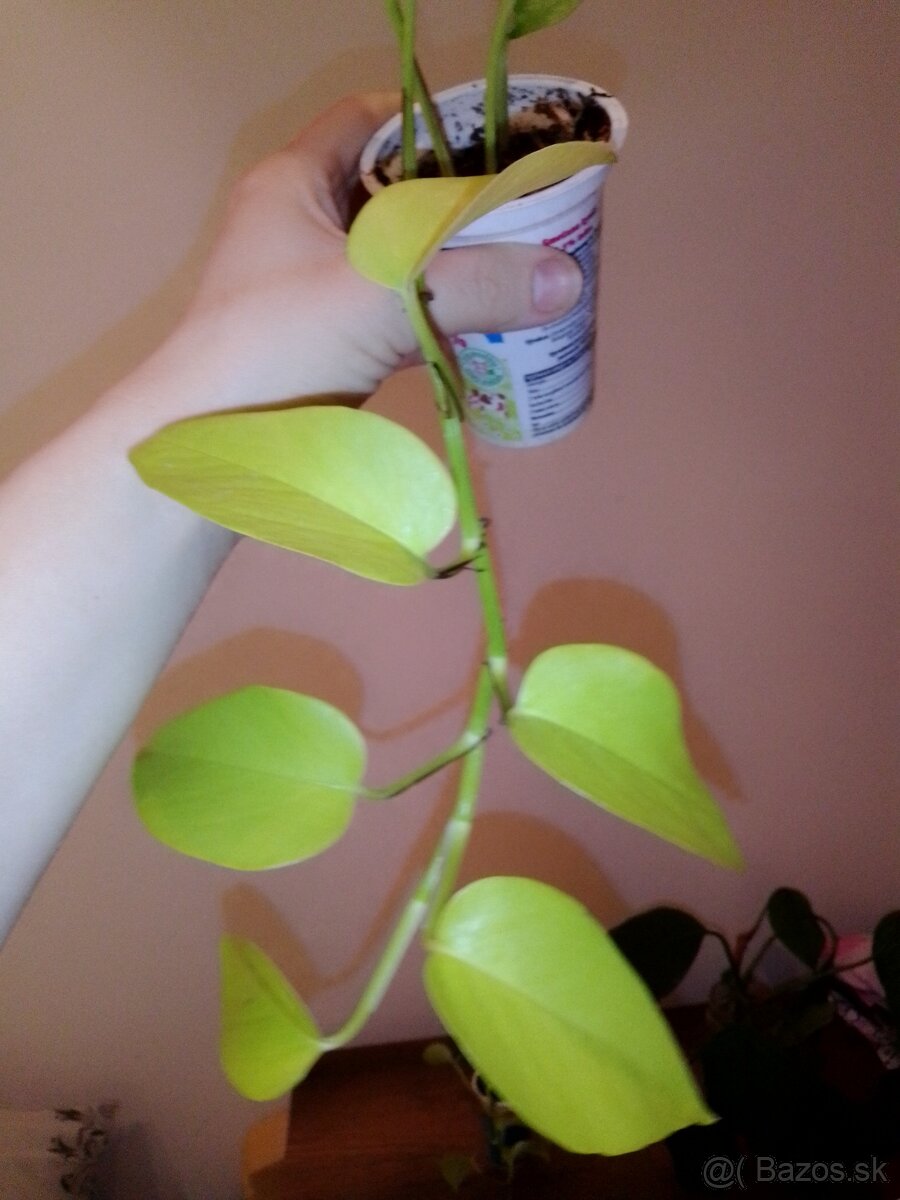 Epipremnum neon