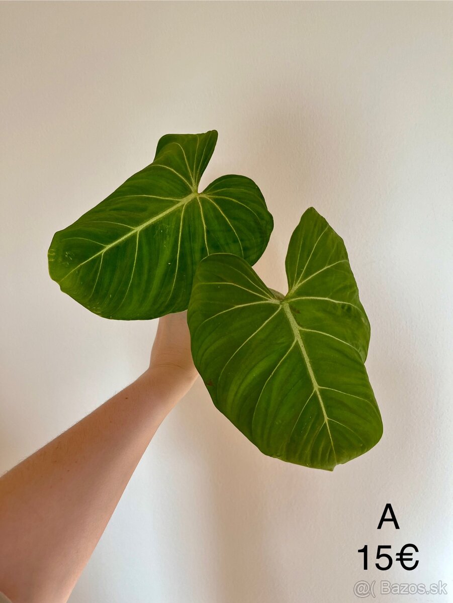 Philodendron Gloriosum odrezky