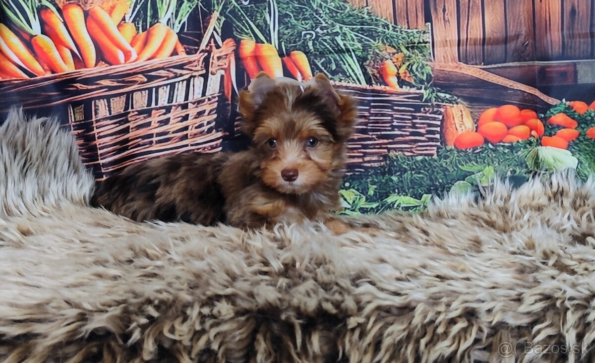 Yorkshire terrier