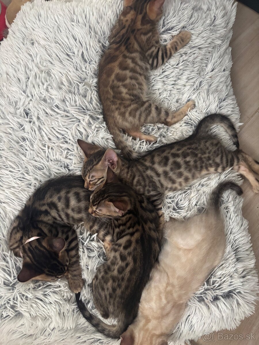 Bengalske mačiatka