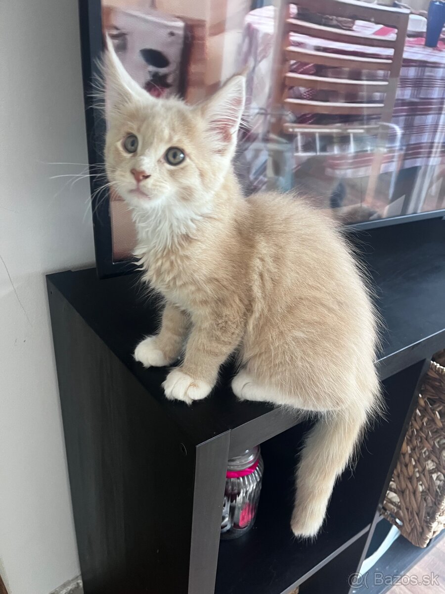 mačiatko s PP mainska myvalia/ maine coon