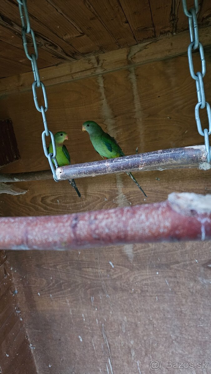 Baraband, papagaj nadherný