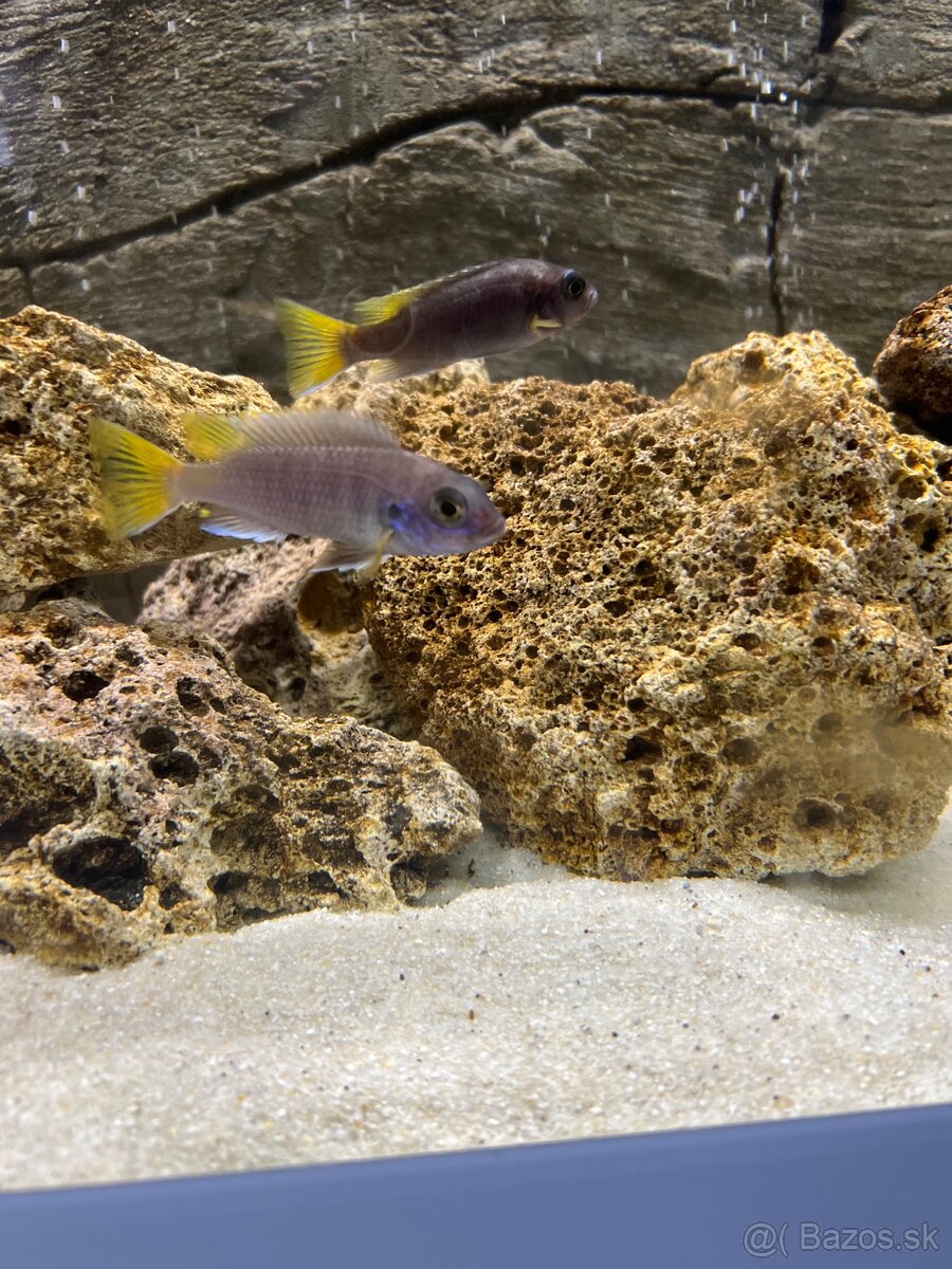 Pseudoteohpeus Acei